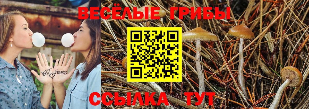 купить  сайты  Галлюциногенные грибы Cubensis  Вход с VPN  Холмск 